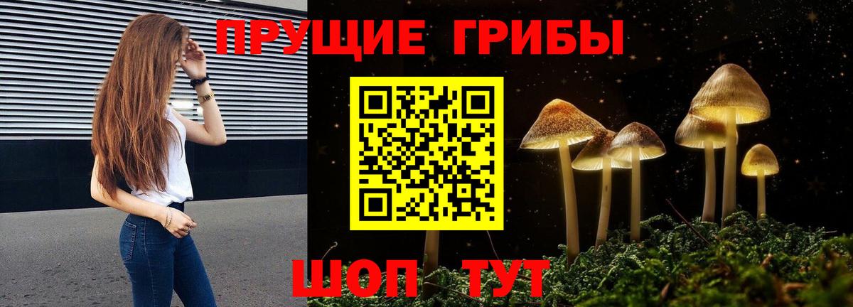 Тара  Галлюциногенные грибы Cubensis  сколько стоит  Вход с VPN 